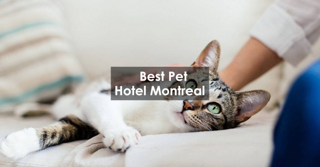 Best Pet Hotel Montreal