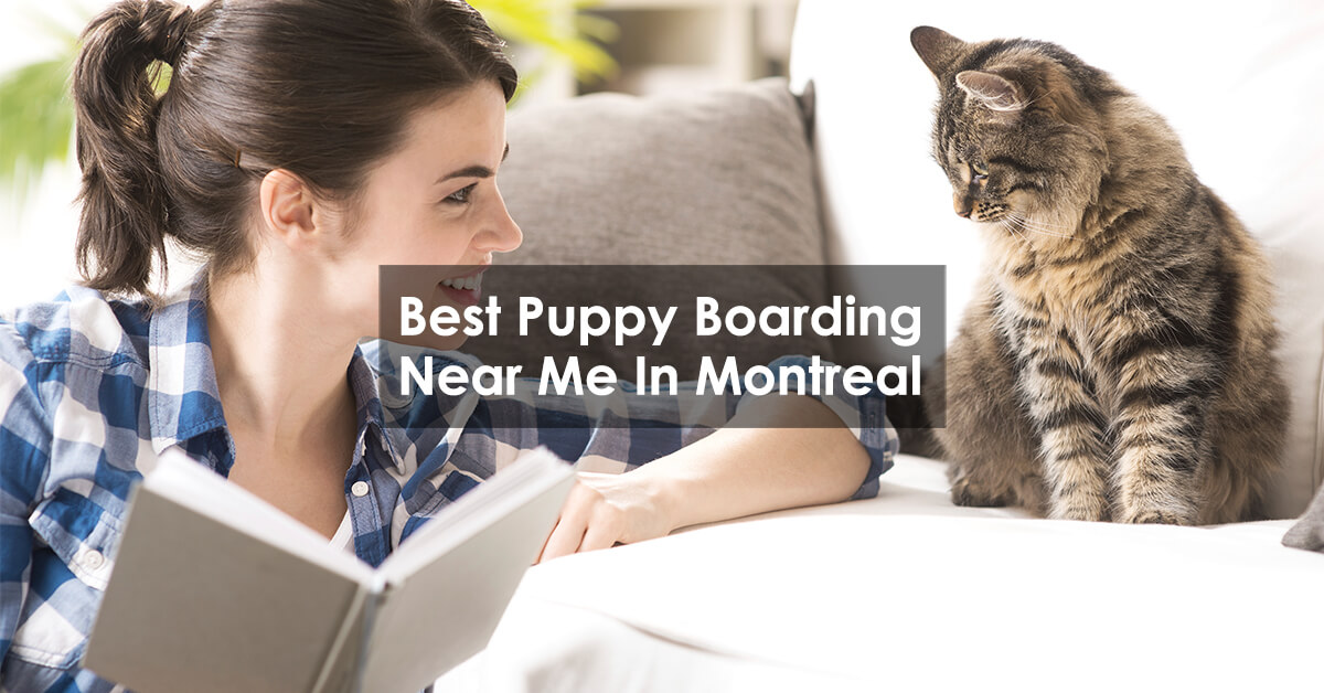 Best Puppy Boarding Near Me In Montreal