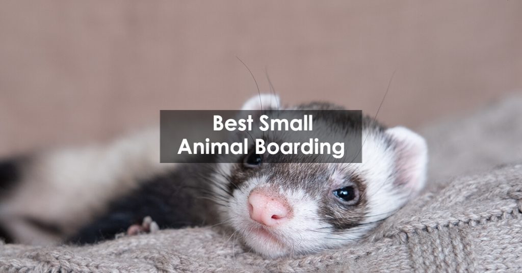 Best Small Animal Boarding