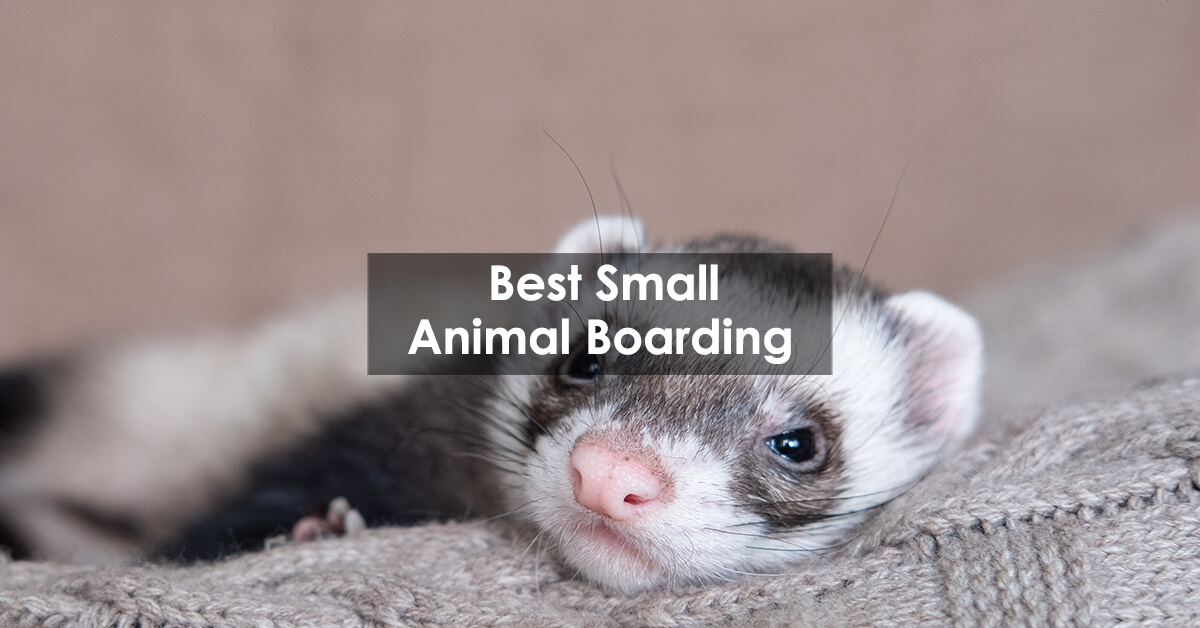 Best Small Animal Boarding