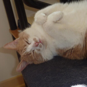 Best cat boarding near me in Montreal