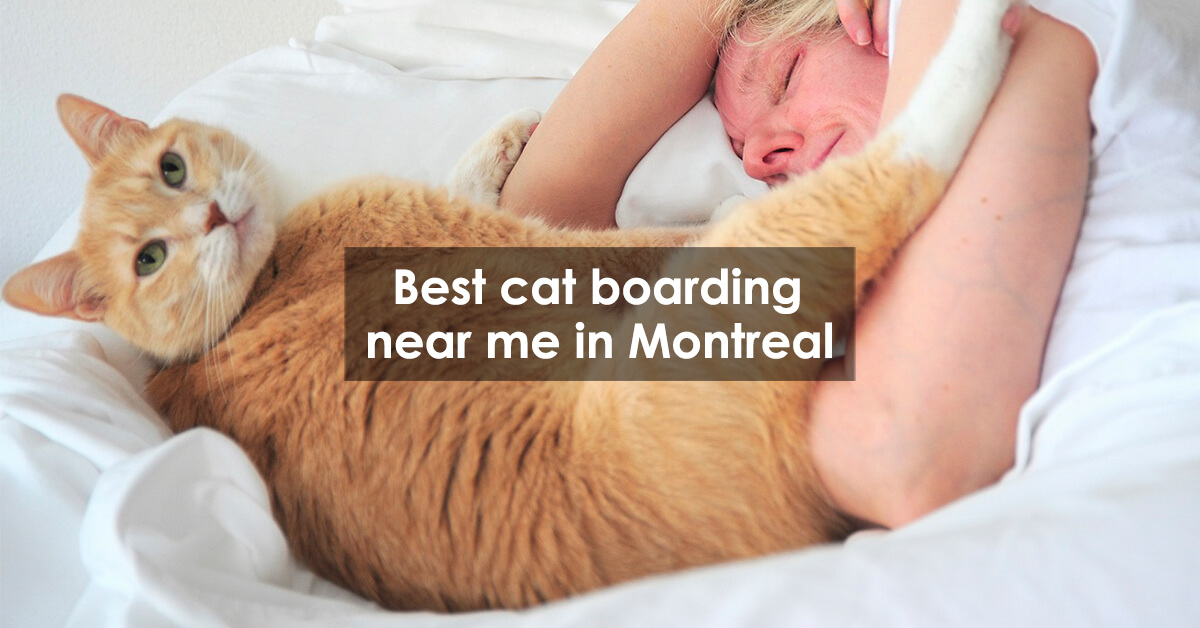 Best cat boarding near me in Montreal