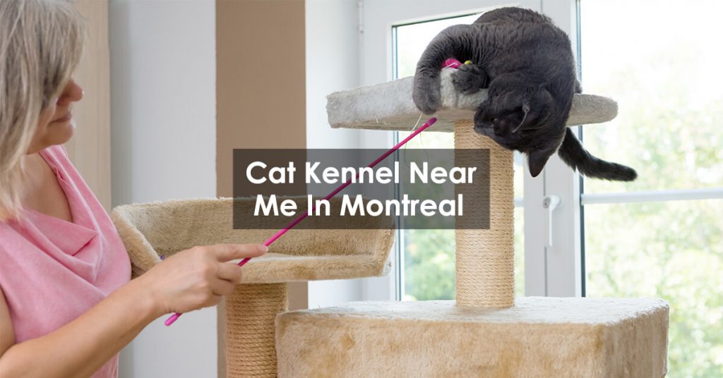 Cat Kennel Near Me In Montreal