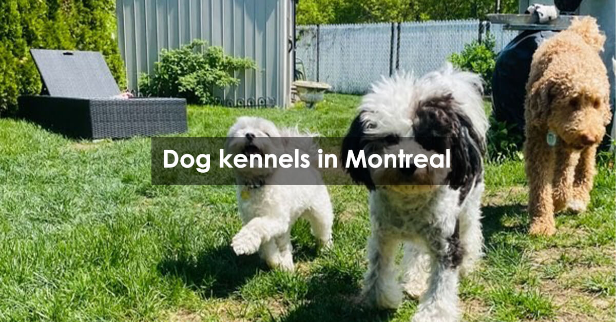 Dog kennels in Montreal