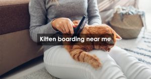 Kitten boarding near me