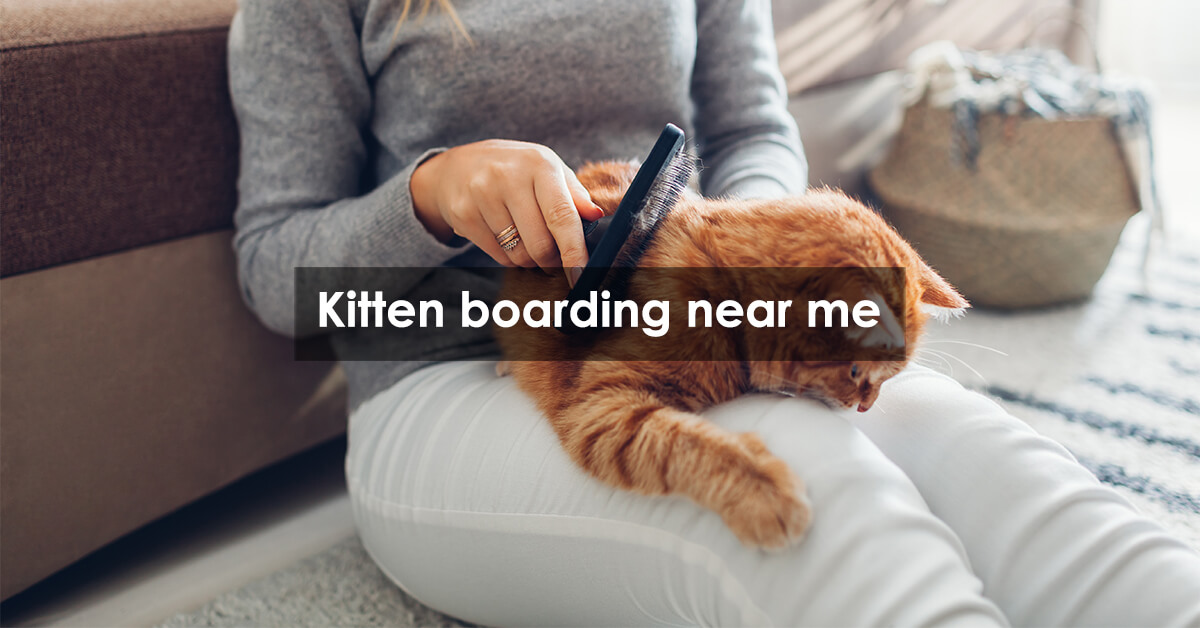 Kitten boarding near me