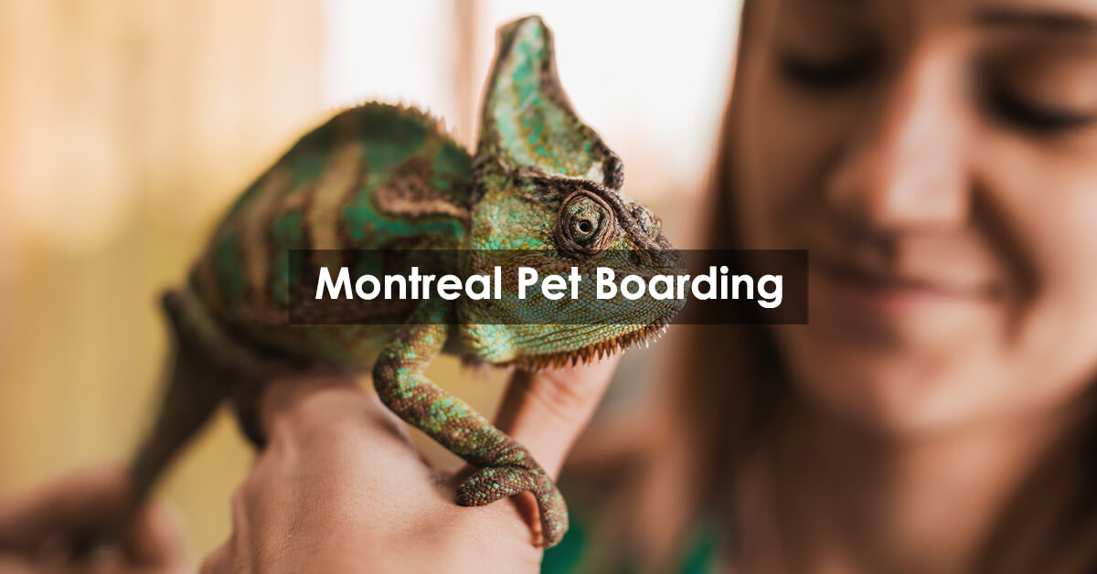 Montreal Pet Boarding