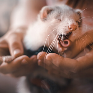 Montreal animal Boarding services