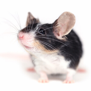 Pet Boarding Near Me In Montreal