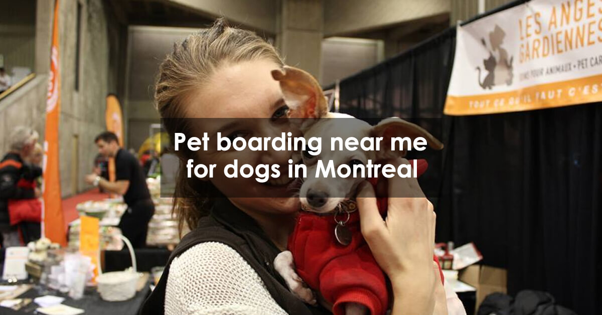Pet boarding near me for dogs in Montreal