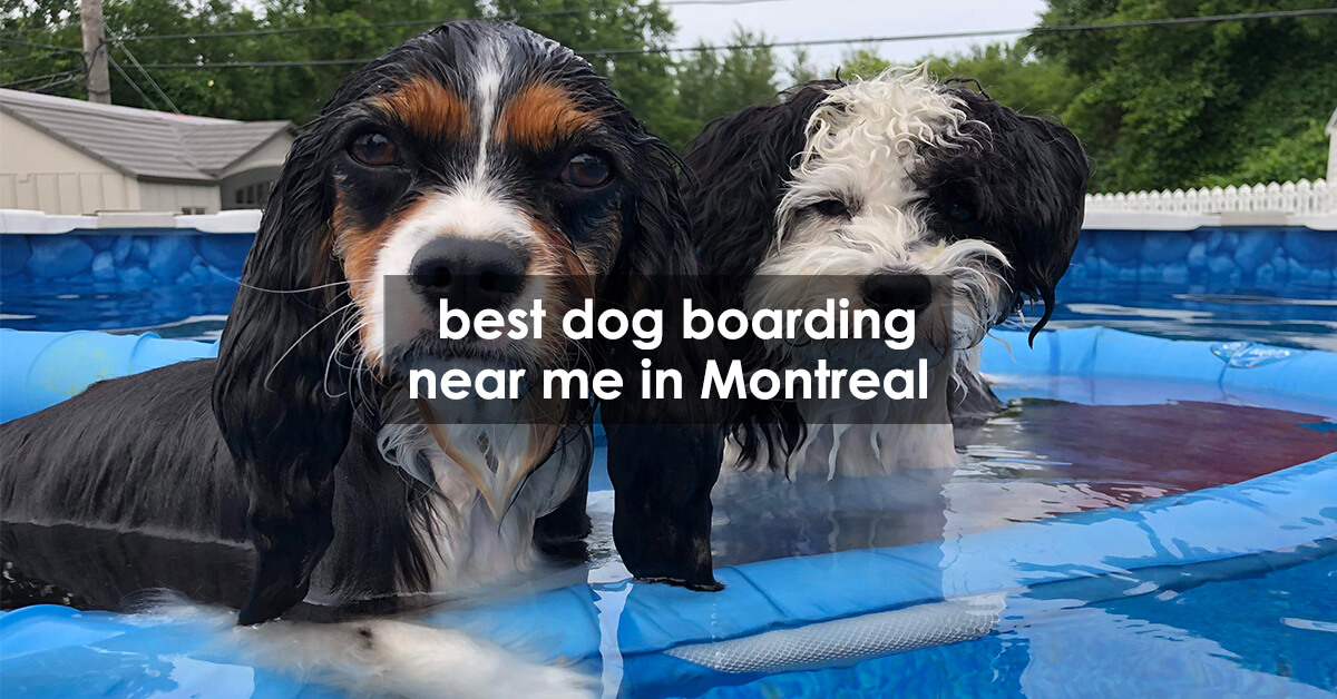 best dog boarding near me in Montreal