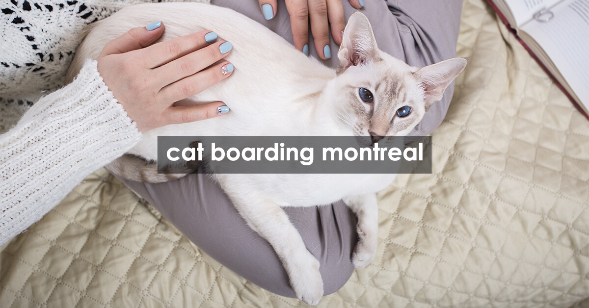 cat boarding montreal