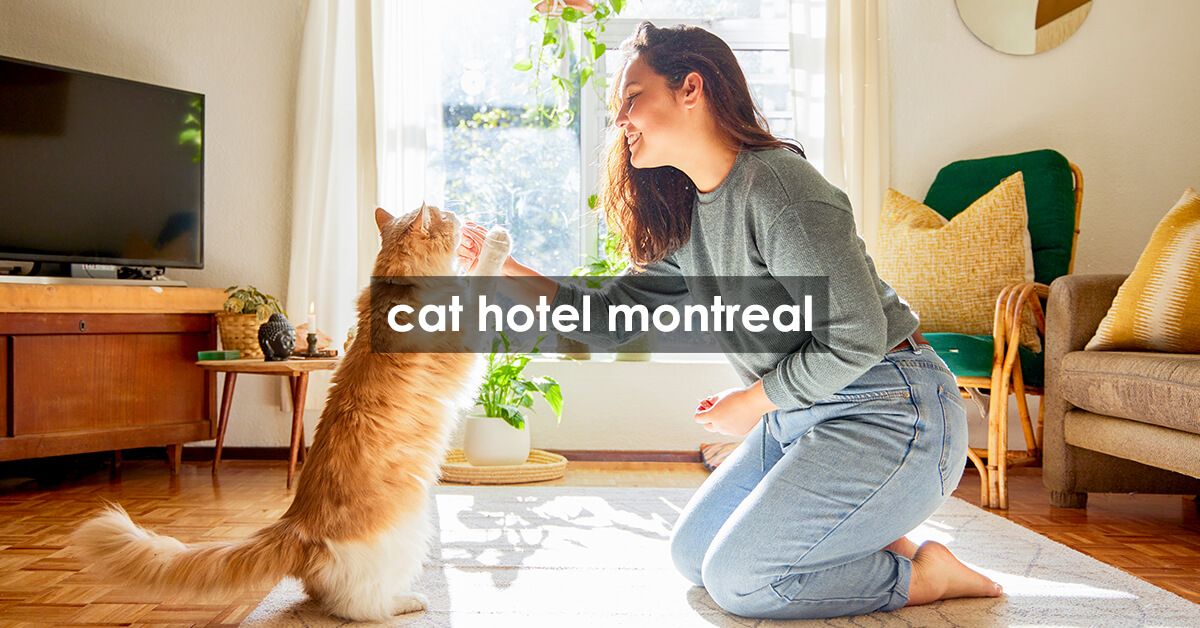 cat hotel montreal