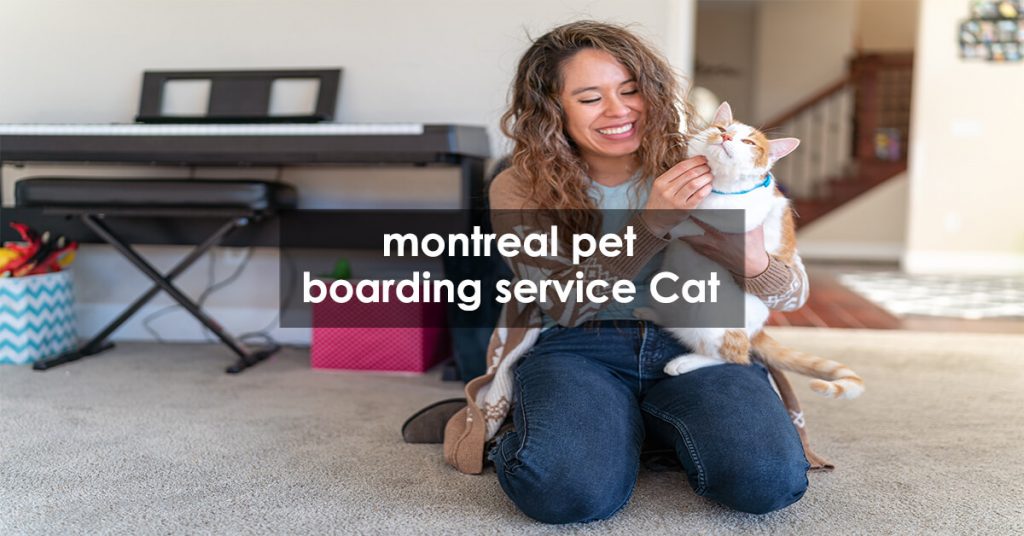 montreal pet boarding service Cat