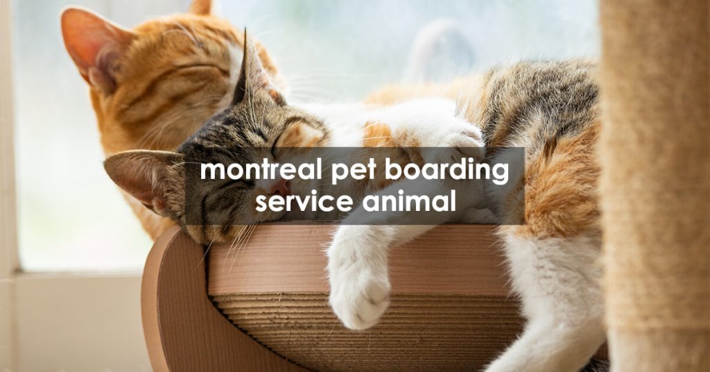 montreal pet boarding service animal