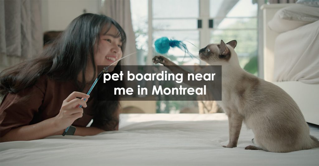 pet boarding near me in Montreal