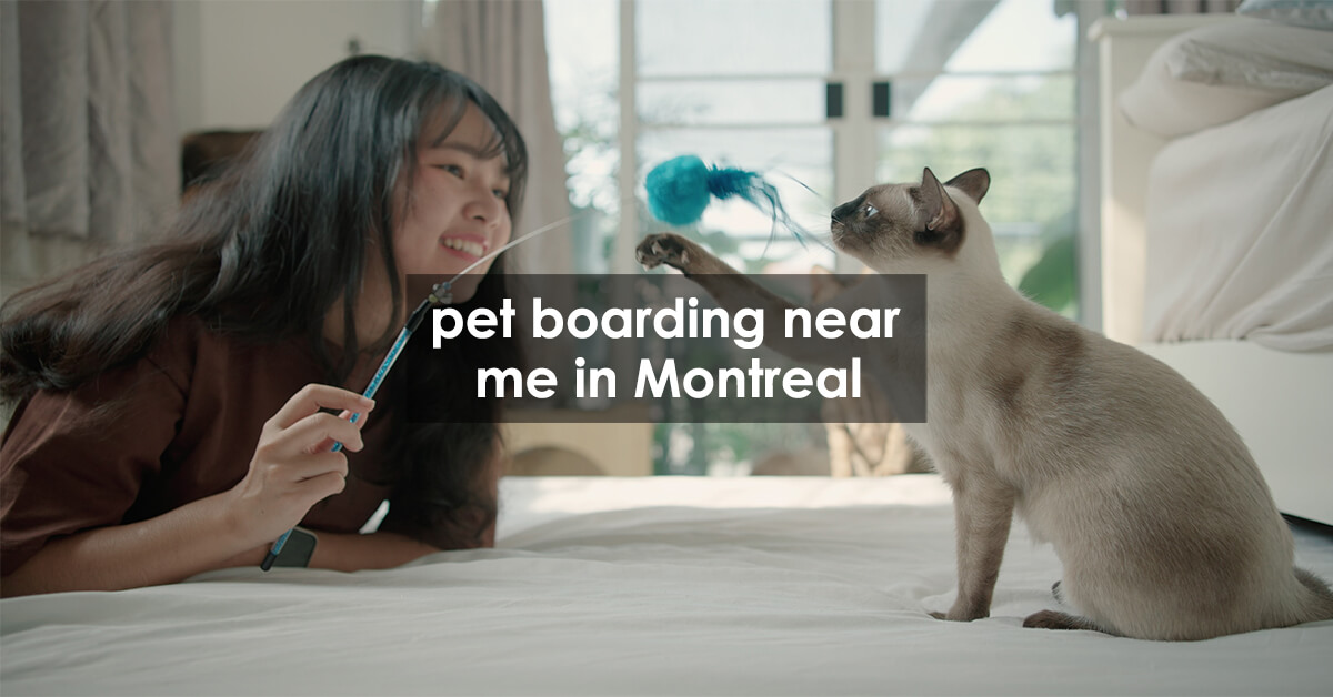 pet boarding near me in Montreal
